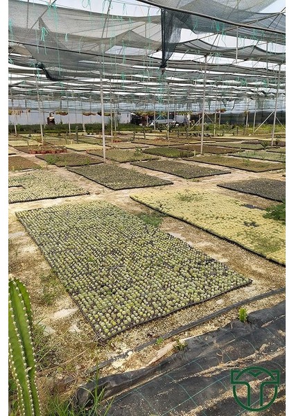 Invicta Nadide Tür Kaktüs Tekli Kaktüs 5.5 cm Saksıda Özel Kaktüs modelleri