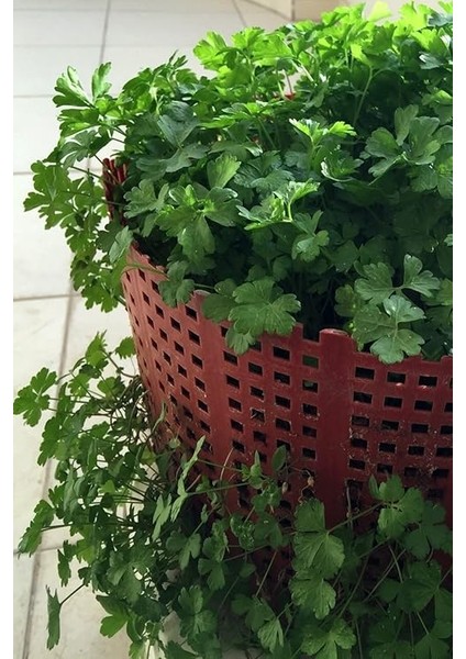 Maydanoz Tohumu 100 Adet Tohum indirimleri