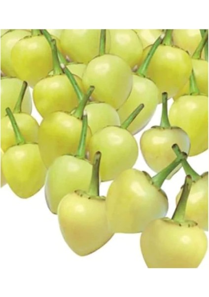 Turşuluk Fındık Biber Tohumu 50 Adet Tohum Biberiye