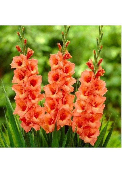 Turuncu Renk Glayöl Soğanı 5 Adet