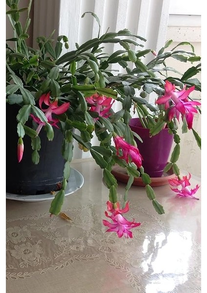Look Schlumbergera Fuchsia Yılbaşı Çiçeği Tohumu / 20 Adet Tohum TH-THMCMTHM432 fiyatları