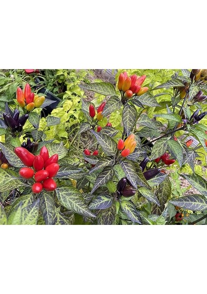 Adet Nadir Karışık Peru Süs Biberi Tohumu