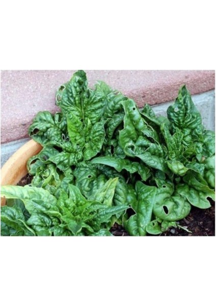 Ispanak 150+ Tohum fiyatları