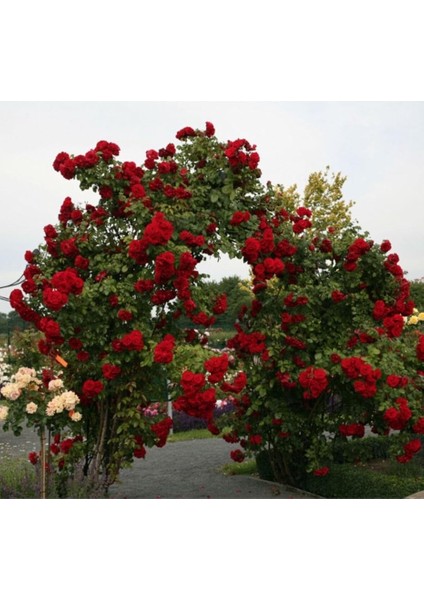 Dünyam 20 Adet Kırmızı Sarmaşık Gül Tohumu