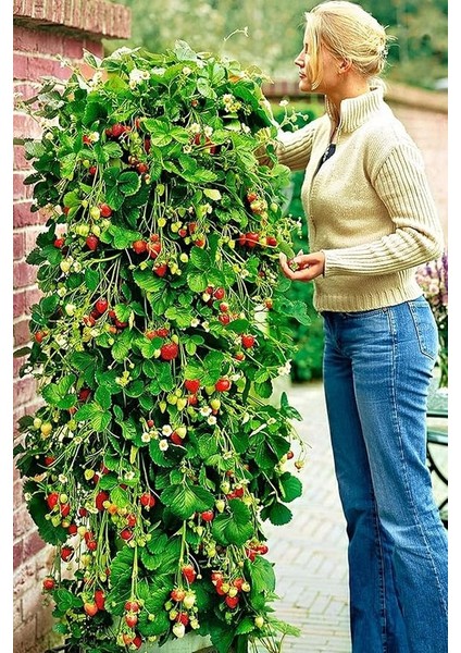 Sırık Çilek Tohumu / 40 Adet Sarmaşık Çilek Tohumu