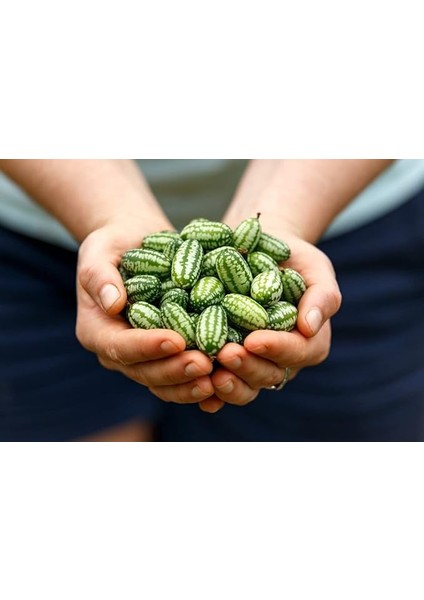 Adet Cüce Cucamelon (Salatalık) Tohumu