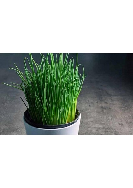 Dünyam Frenk Soğanı Tohumu 50 Adet fiyatları