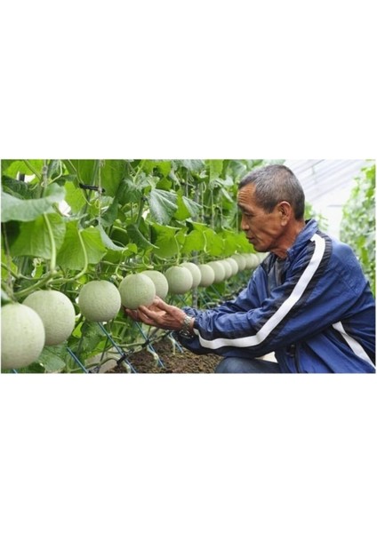 Ithal Japon Kavunu Tohumu 5 Adet Tohum Kavun Tohumu modelleri