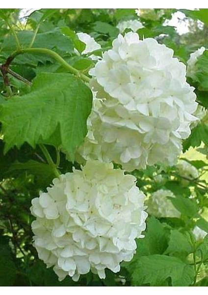 Dünyam 15 Adet Beyaz Renkli Ortanca Çiçeği Tohumu