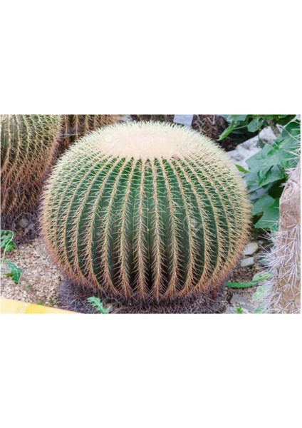 Kaktüs Çiçeği Tohumu 10 Adet Tohum Çiçek Tohumu fiyatları