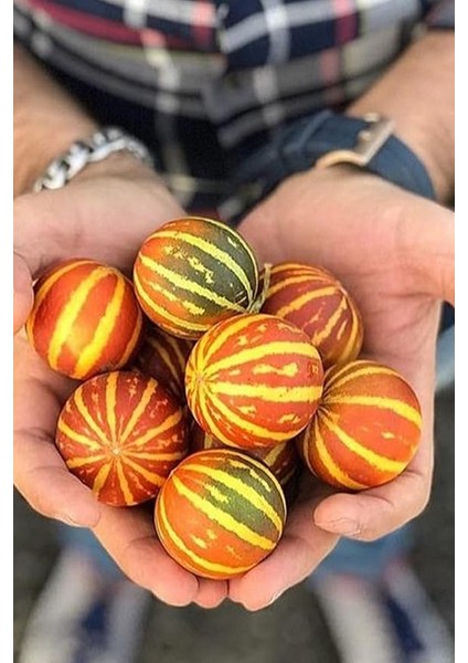 Kokulu Süs Kavunu Tohumu / 10 Adet Şamama Tohumu