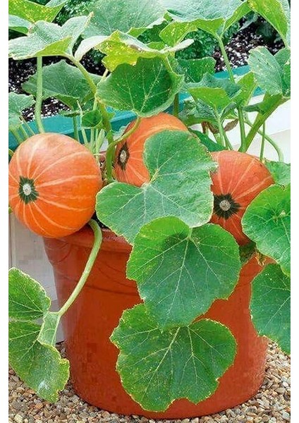 Kokulu Süs Kavunu Tohumu / 10 Adet Şamama Tohumu fiyatları