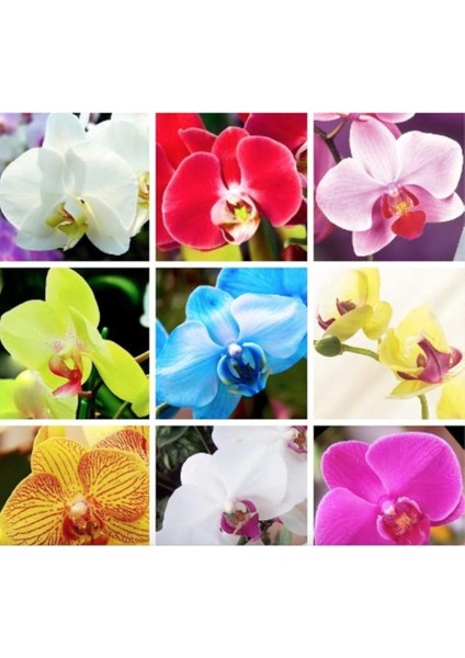 Look 9 Çeşit Karışık Renk Orkide Tohumu 25+ Tohum TH-87779111980091