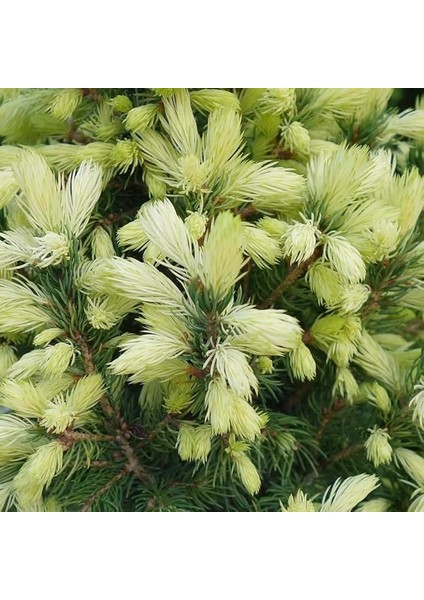 Picea Glauca Beyaz Ladin Tohumu (10 Tohum)