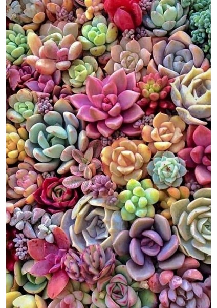 Look Karışık Renkli Sukulent Tohumu 10 Farklı Türde / 20 Tohum TH-THMCMTHM400
