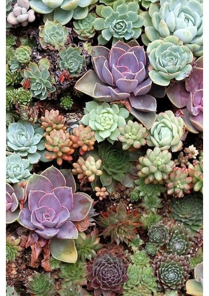 Look Karışık Renkli Sukulent Tohumu 10 Farklı Türde / 20 Tohum TH-THMCMTHM400 indirimleri