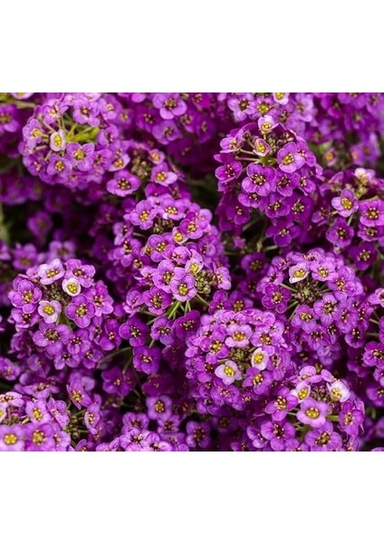 Alyssum (Çoklu Tohum) - 250 Tohum - Mor Renk