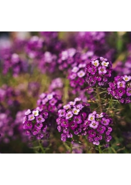 Alyssum (Çoklu Tohum) - 250 Tohum - Mor Renk fiyatları