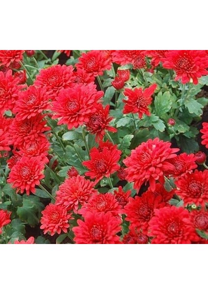 Kırmızı Kasımpatı F1 Tohumu (15 Tohum) fiyatları