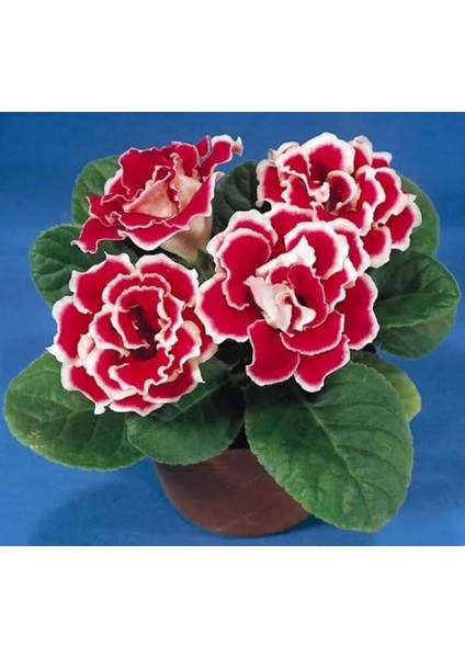 Bardak Menekşesi Tohumu (Katmerli Büyük Çiçek) Karışık Renkli - 8 Tohum fırsatları