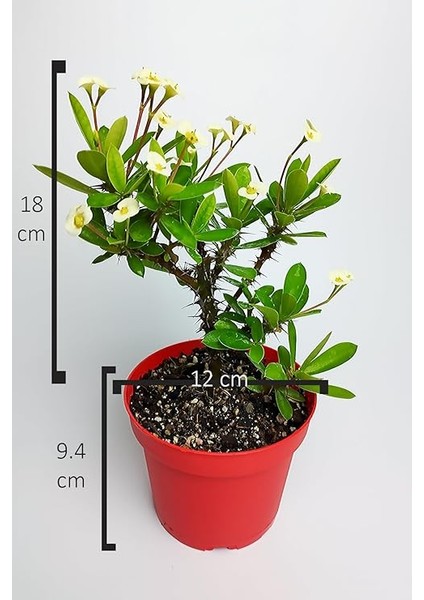 Dikenler Tacı Büyük Boy Euphorbia Milii Nadir Bulunan Spiral Dikenli 12 cm Kırmızı Saksıda indirimleri