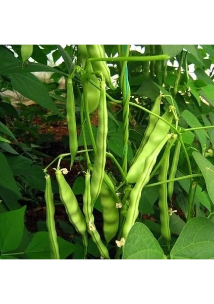 Doğal Ispir Fasulye Tohumu 50 Adet Tohum fiyatları