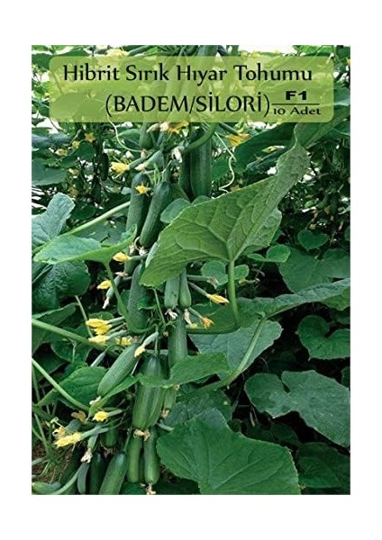 Organik Hibrit Salatalık Tohumu 10 Adet Badem Hıyar Tohumu F1 (Badem-Silor)