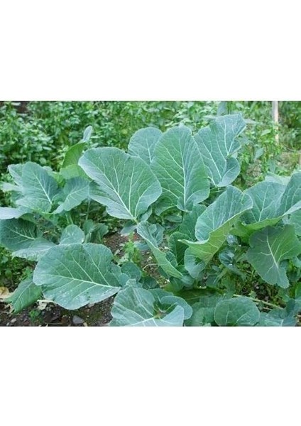 Tarım Ata Tohumu Yöresel Kara Lahana (Karadeniz Lahanası, Yaprak Lahana) 500 Adet Tohum modelleri