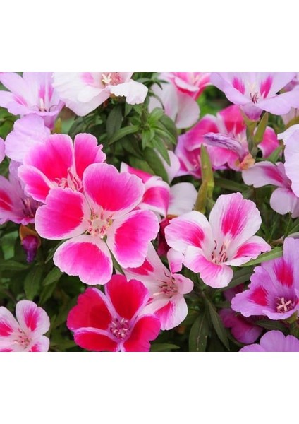 Godetya Çiçeği Tohumu (Büyük Çiçek Bahçe Açelyası) Karışık Renkli - 5 Tohum