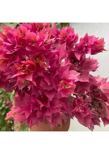 Naturel Pembe Katmerli Begonvil Çiçeği Fidesi (1 Adet)