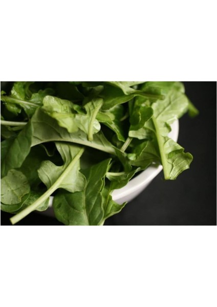 Kenarlı Italyan Roka 2000+ Tohum fiyatları