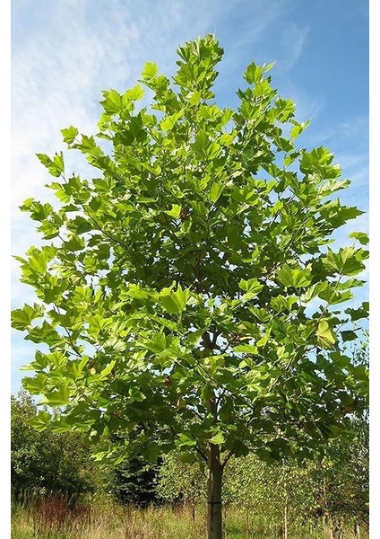 Look Çınar Ağacı Tohumu / 5 Adet Tohum TH-2022DSHNGLKTHM228