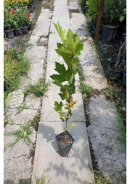 Look Çınar Ağacı Tohumu / 5 Adet Tohum TH-2022DSHNGLKTHM228 fiyatları