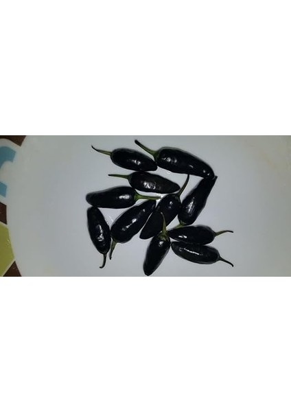 Adet Black Jalapeno Biber Tohumu fiyatları