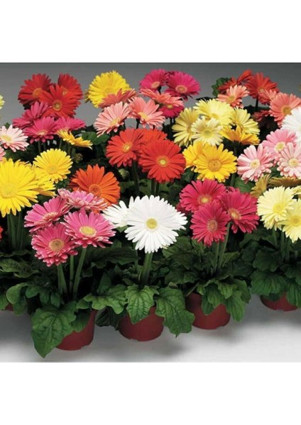 Dünyam Karışık Renkli Gerbera Çiçeği Tohumu fiyatları