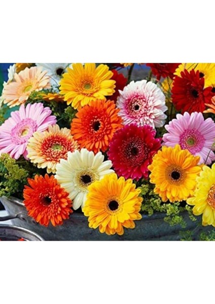 Dünyam Karışık Renkli Gerbera Çiçeği Tohumu modelleri
