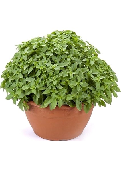 Kokulu Fesleğen Tohumu / 20 Adet Tohum fiyatları