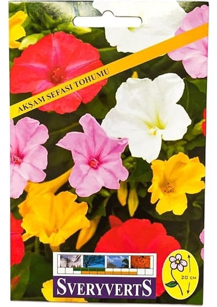 Akşam Sefası Çiçeği Tohumu