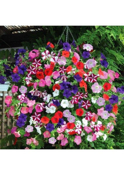 Dünyam 100 Adet Karışık Petunya Çiçeği Tohumu