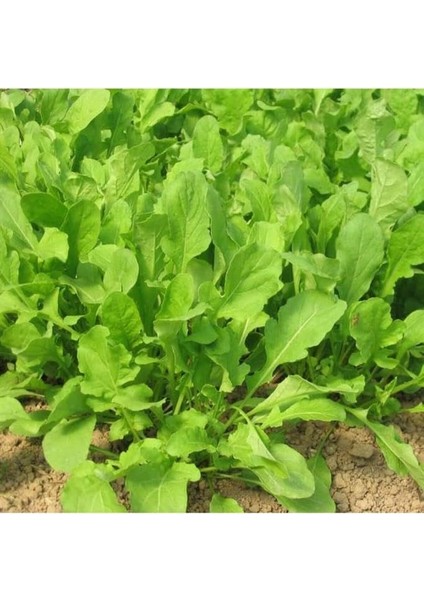 Botanik 4.000 Adet Yerli Ata Tere Tohumu modelleri