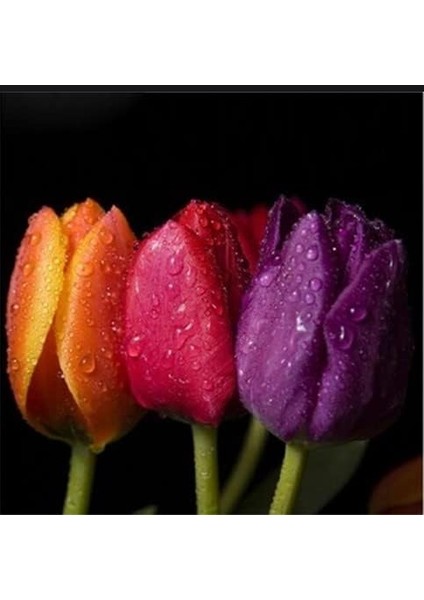 Hollanda'dan Ithal Rengarenk Lale Soğanı 5 Adet fiyatları