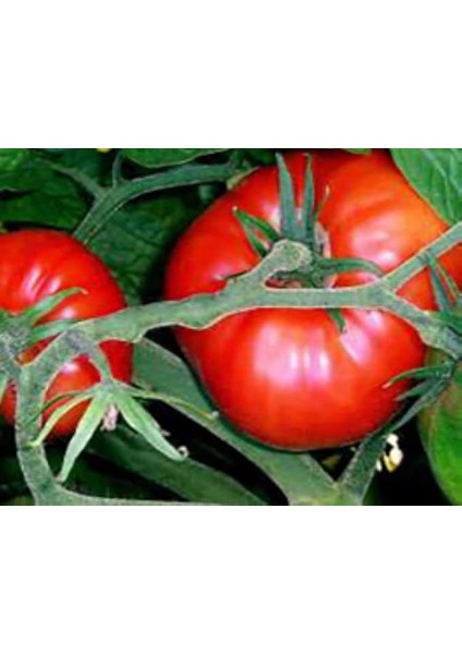 Domates Antep Tohumu - Aksel 100 Adet