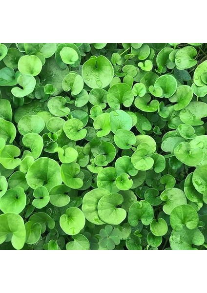 Fare Kulağı Çiçeği Tohumu 100 Adet Tohum fırsatları