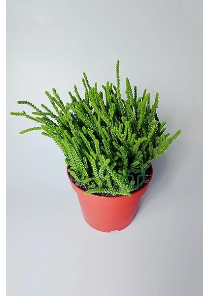 Çami Büyük Boy Crassula Muscosa 12 cm Saksıda fiyatları