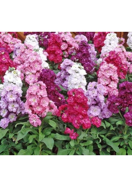 Çiçeği Tohumu (Katmerli Keskin Kokulu) Karışık Renkli - 10 Tohum