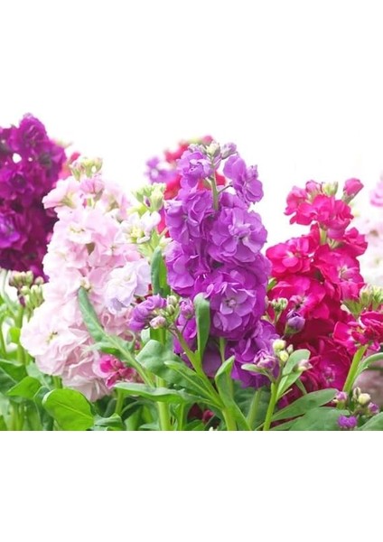 Çiçeği Tohumu (Katmerli Keskin Kokulu) Karışık Renkli - 10 Tohum fiyatları