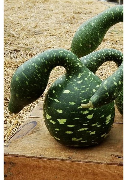 Kuğu Su Kabağı Tohumu / 10 Adet Tohum fırsatları