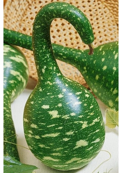 Kuğu Su Kabağı Tohumu / 10 Adet Tohum indirimleri