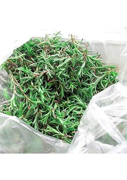 Zahter Kekiği Tohumu (200 Tohum)