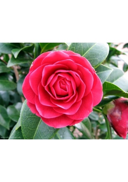 Kamelya (Camellia Japonica) Çiçeği Tohum